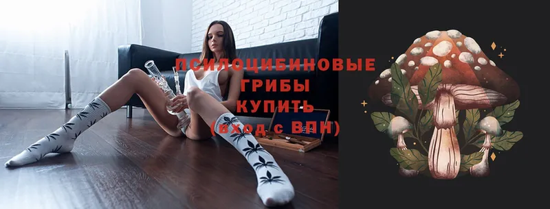 Псилоцибиновые грибы Psilocybe  shop формула  Дмитров  даркнет сайт 